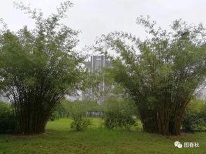 青青青草国产免费,国产影视的清新之作